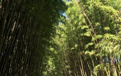Visite de la Bambouseraie à Anduze en Cévennes. Bambous géants, Jardin Japonais, Village Laotien, Sequoias…